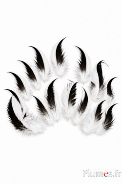 Silberfasan - 7-10 cm - schwarz-weiß-natur